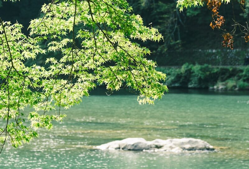 Green leaves overhang a tranquil river with a rock.